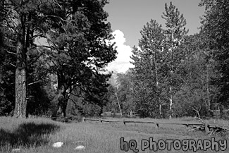 Landscape Trees & Fence in Yosemite black and white picture