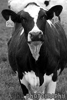 Black & White Spotted Cow black and white picture