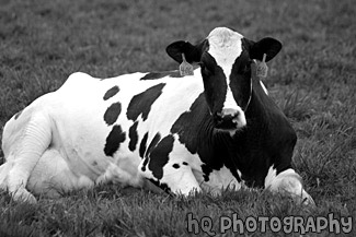 Cow Laying Down black and white picture