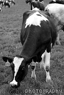 Cow About to Eat black and white picture