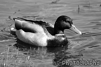 Duck Sitting in Lake black and white picture