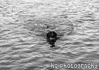 Black Lab Swimming black and white picture