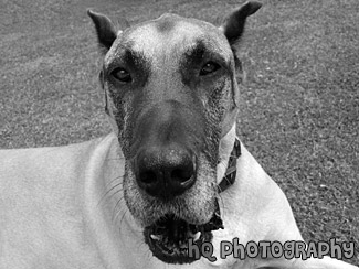 Great Dane's Face Close Up black and white picture