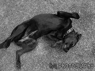 Black Lab Rolling Over on Back black and white picture