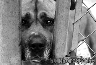 Close Up of a Dog's Face black and white picture