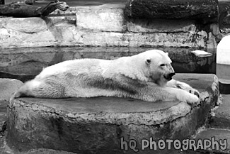 Polar Bear black and white picture