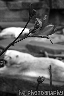 Red Flower With Bear in Background black and white picture