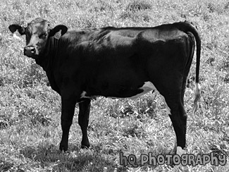 Black Cow black and white picture