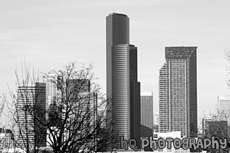 Tree & Seattle Skyscrapers black and white picture