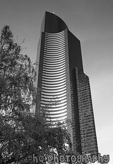 Leaves & Office Building black and white picture