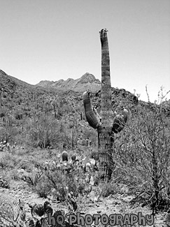 Cactus Tree black and white picture