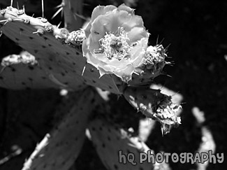 Cactus Flower in Arizona black and white picture