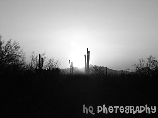 Arizona Sunset black and white picture