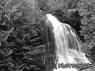 Falls Creek, Mt. Rainier National Forest black and white picture