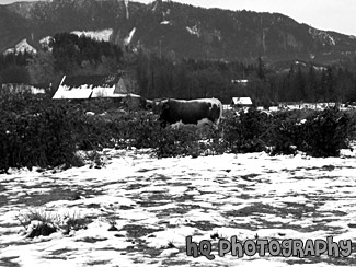 Cow Standing Alone black and white picture