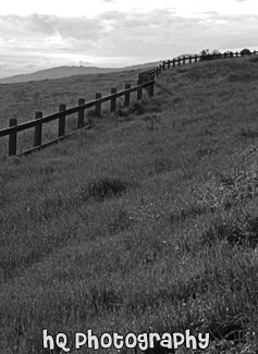 Bright Green Grass & Fence in Palo Alto black and white picture