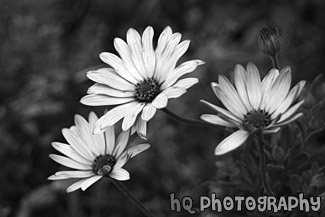 Three Purple Flowers black and white picture