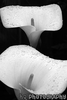 Close Up of White Arum Lily Flowers black and white picture