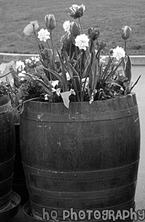 Barrel of Flowers black and white picture