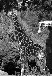 Two Giraffes black and white picture