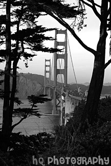 Golden Gate Bridge Through Trees black and white picture