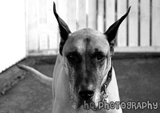 Great Dane Looking Into Camera black and white picture