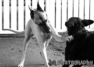 Playful Great Dane black and white picture