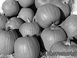 Pumpkins for Halloween black and white picture