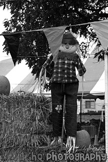 Scarecrow black and white picture