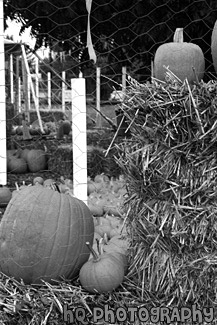 Pumpkins on Hay black and white picture