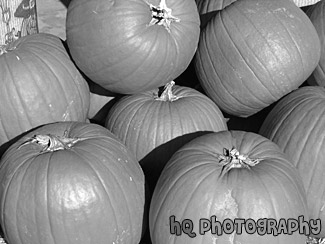 Close Up - Pumpkins black and white picture