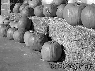 Line of Pumpkins black and white picture