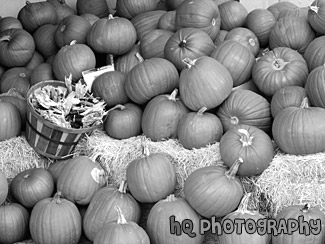 Basket & Pumpkins black and white picture