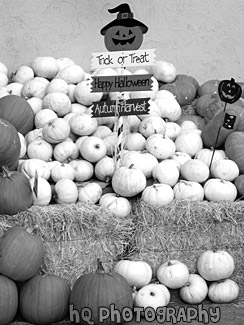 Trick or Treat Pumpkins black and white picture