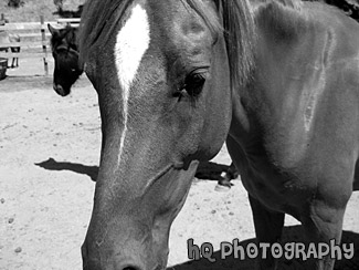 Horse Close Up black and white picture