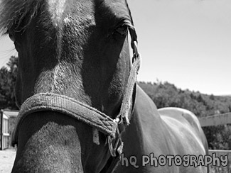Horse Close Up of Face black and white picture