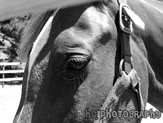 Close Up of Brown Horse Face black and white picture