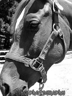 Long Horse's Face black and white picture
