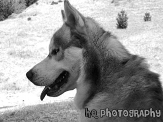 Profile of a Husky black and white picture