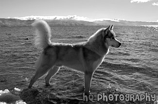 Husky in Lake Tahoe black and white picture