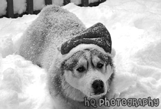 Christmas Husky Dog black and white picture