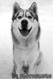 Husky Dog Sitting in Snow black and white picture