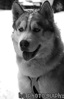 Sled Dog black and white picture