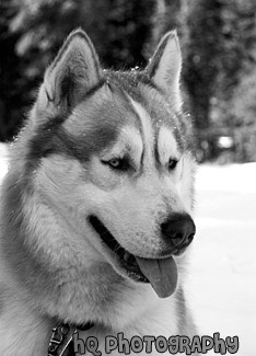 Husky's Face & Tongue black and white picture