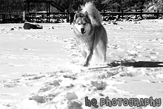 Husky Dog Running on Snow black and white picture