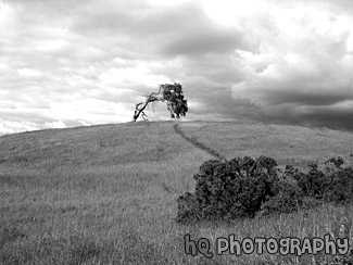 Lonely Tree & Storm black and white picture