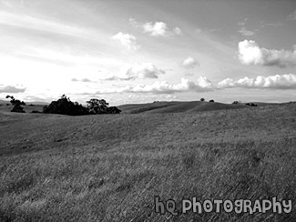 Rolling Hills in California black and white picture