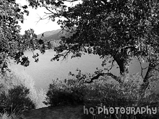 Lake & Scenic Trees black and white picture