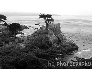 Lone Cypress  in Pebble Beach black and white picture