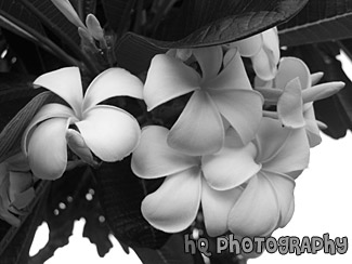 Maui Flowers Close Up black and white picture